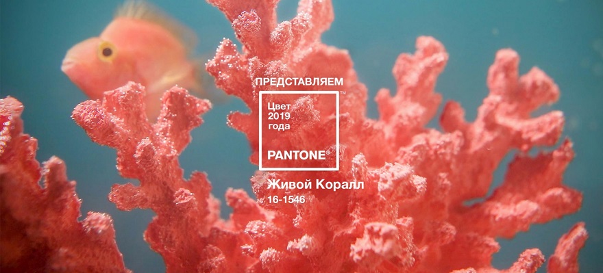 Коралл.jpg