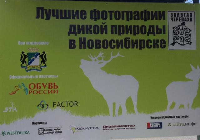 Золотая черепаха